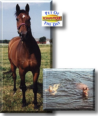 Romantique, the Pet of the Day