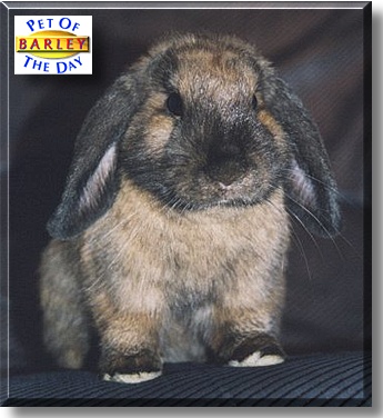 Barley, the Pet of the Day