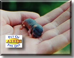 Ashes, the Pet of the Day