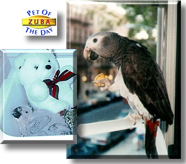 Zuba, the Pet of the Day