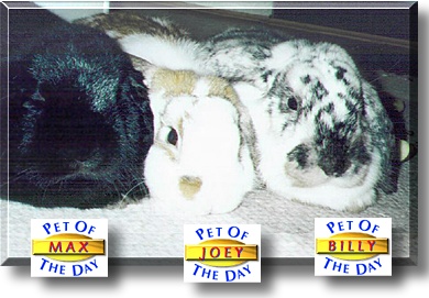 Max, Joey and Billy, the Pet of the Day