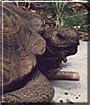 Tort-Tort