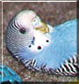 Wittle Bird