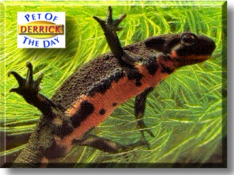 Derrick, the Pet of the Day