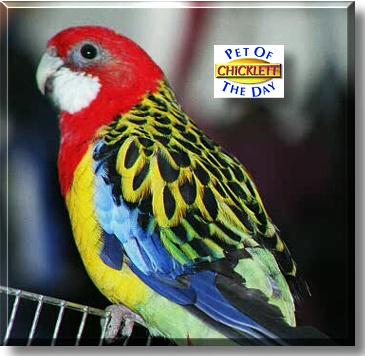 Chicklett, the Pet of the Day