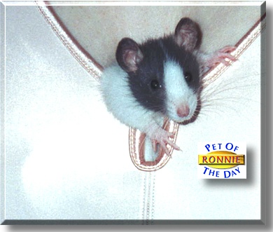 Ronnie, the Pet of the Day