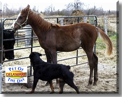 Sir Delaware, the Pet of the Day