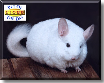 Cloud, the Pet of the Day