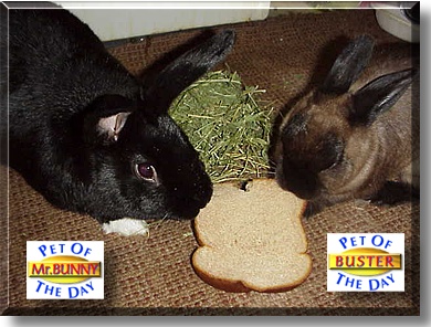 Mr. Bunny and Buster, the Pets of the Day