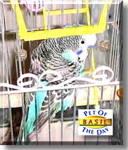 Basil, the Pet of the Day