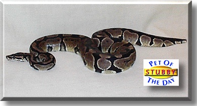 Stubby, the Pet of the Day