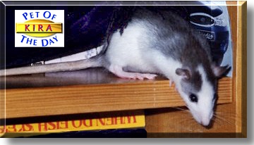 Kira, the Pet of the Day