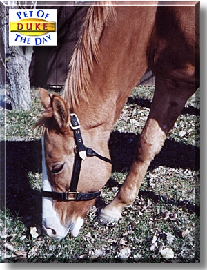 Duke, the Pet of the Day
