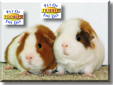 Toobles, Tribble, the Pet of the Day