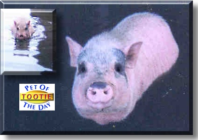 Tootie Darling, the Pet of the Day