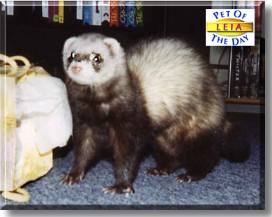 Leia, the Pet of the Day