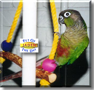 Jaden, the Pet of the Day