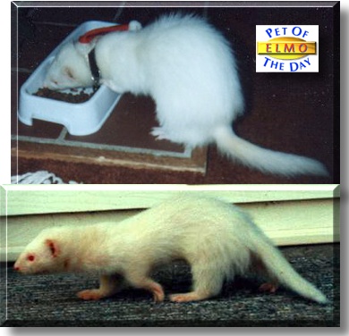 Elmo, the Pet of the Day
