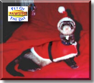 PawsIto, the Pet of the Day