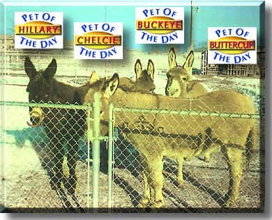 Hillary, Chelcie, Buckeye, and Buttercup, the Pets of the Day