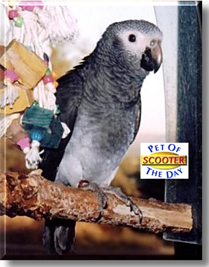 Scooter, the Pet of the Day