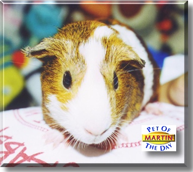 Martin, the Pet of the Day
