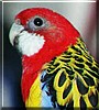 Chicklett