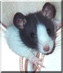 Ronnie