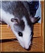 Kira