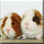 Toobles, Tribble