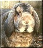Hopsy