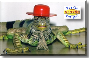 George, the Pet of the Day