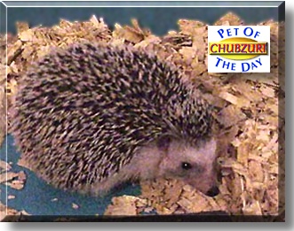 Chubzuri, the Pet of the Day