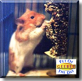 GeeBee, the Pet of the Day