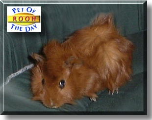 Rooh, the Pet of the Day