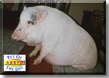 AbbyD, the Pet of the Day