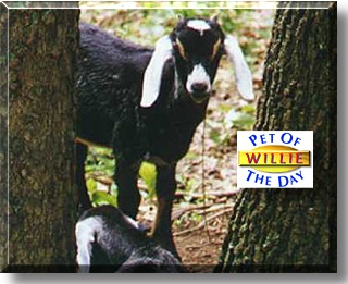 Willie Goat, the Pet of the Day