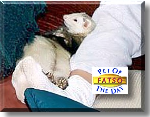 Fatso, the Pet of the Day