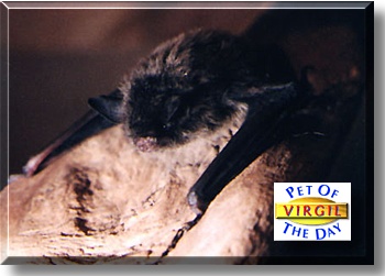 Virgil, the Pet of the Day