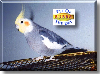 Bubba, the Pet of the Day