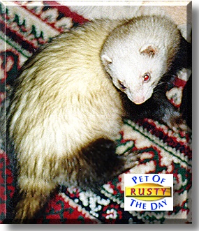 Rusty Bucket, the Pet of the Day