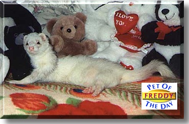Freddy, the Pet of the Day