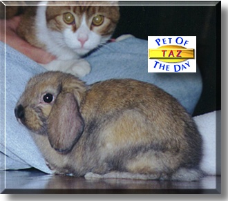 Taz, the Pet of the Day