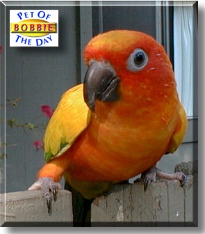 Bobbie, the Pet of the Day