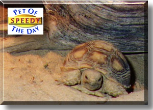 Speedy, the Pet of the Day