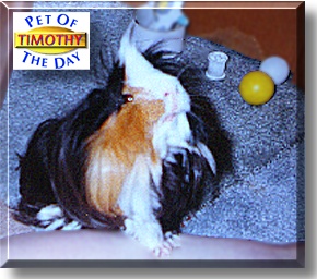 Timothy, the Pet of the Day