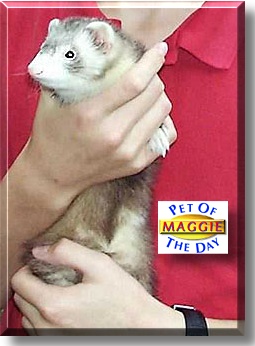 Maggie, the Pet of the Day