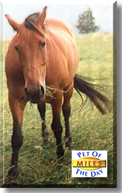 Miles, the Pet of the Day
