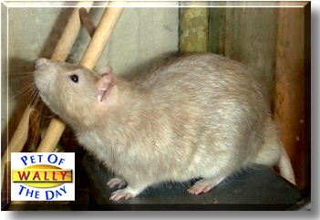 Wallnut, the Pet of the Day