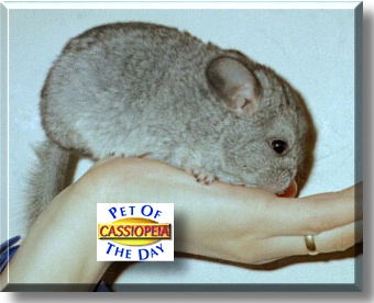 Cassiopeia, the Pet of the Day